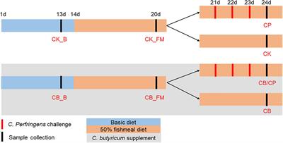 The Effect of Clostridium butyricum on Gut Microbiota, Immune Response and Intestinal Barrier Function During the Development of Necrotic Enteritis in Chickens